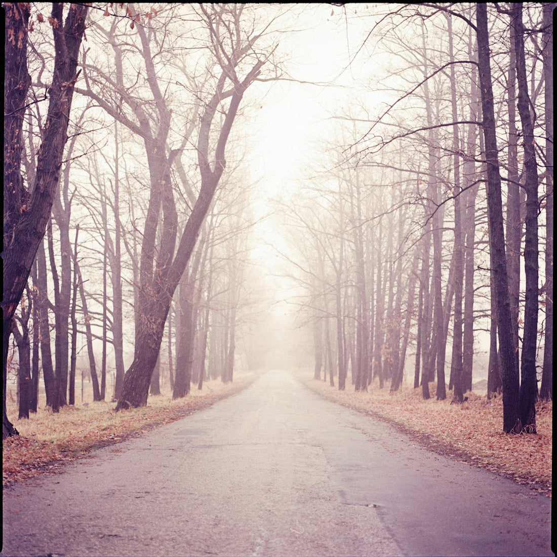 a road in the middle of a forest with lots of trees