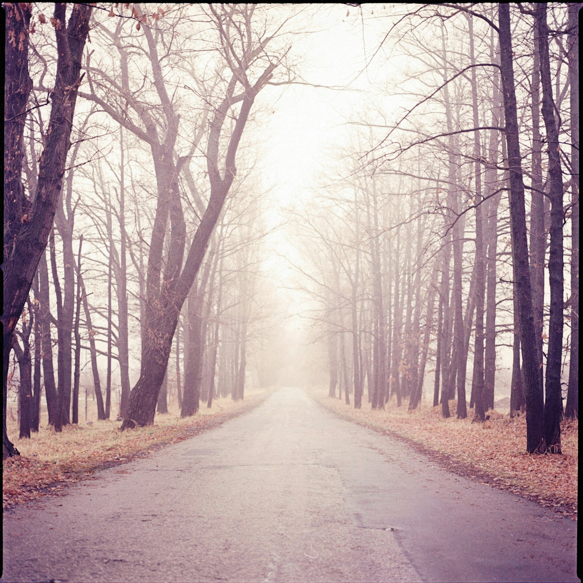 a road in the middle of a forest with lots of trees