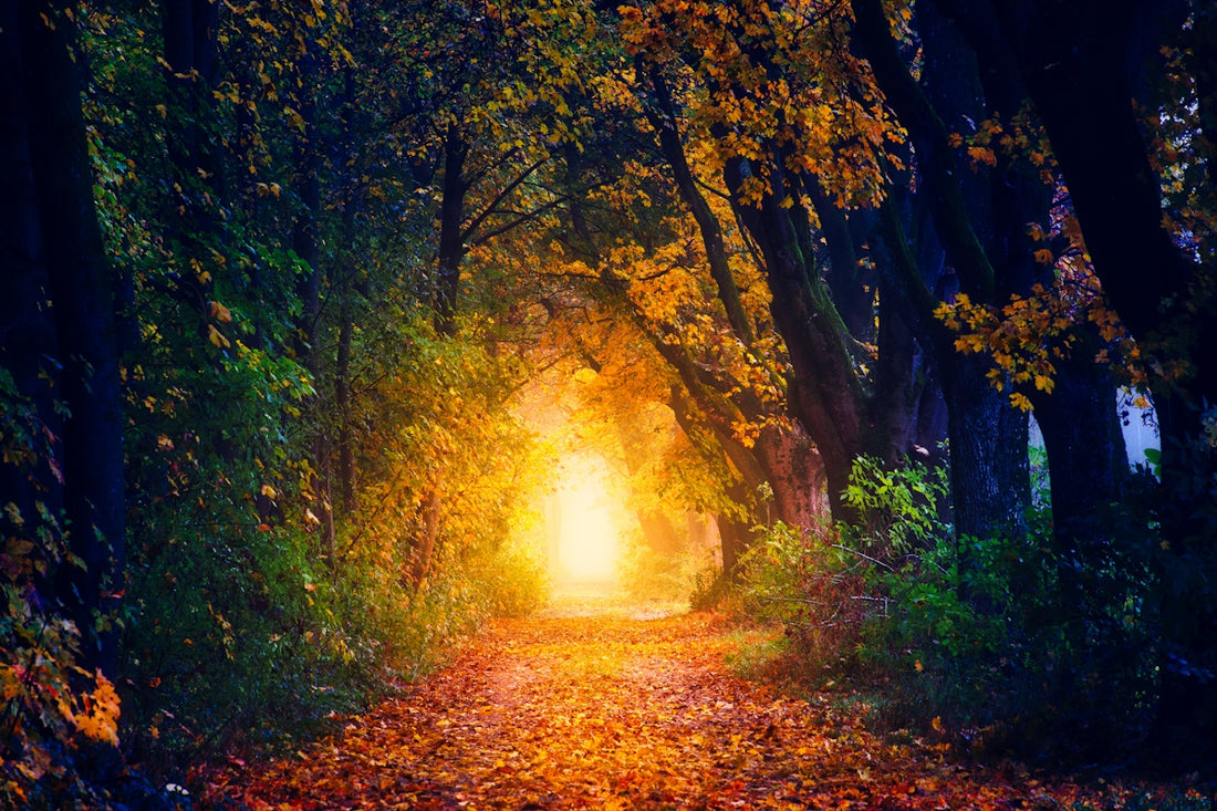 a path in the middle of a forest with leaves on the ground